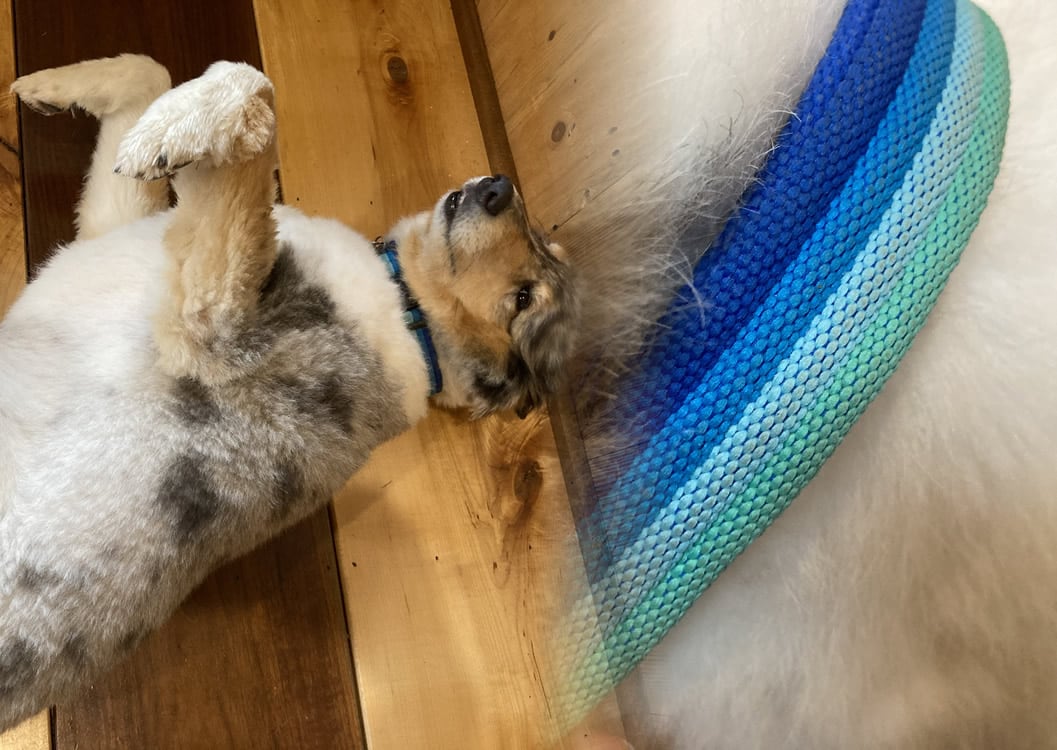 Pepper the Dog, with a ribbed collar that gave an idea for a cartographic water pattern. Pepper the Dog, with a ribbed collar that gave an idea for a cartographic water pattern.