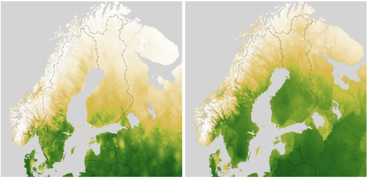 Scandinavian wheat suitability 2020 (left) and 2050 (right).
