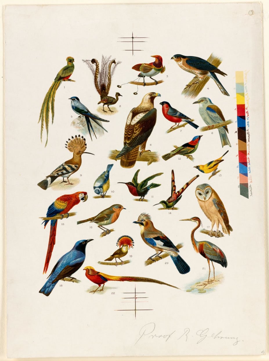 lithograph of 22 bird species