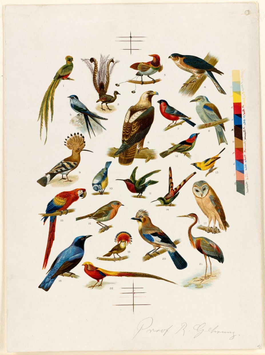 lithograph of 22 bird species lithograph of 22 bird species