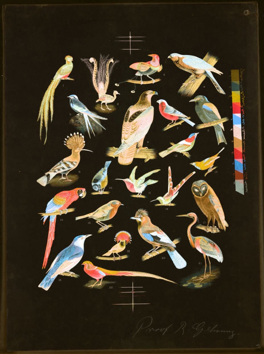 Color-inverted, and hue-rotated, lithograph of 22 bird species