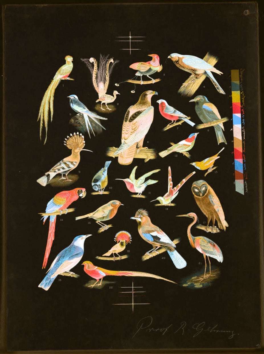 Color-inverted, and hue-rotated, lithograph of 22 bird species Color-inverted, and hue-rotated, lithograph of 22 bird species