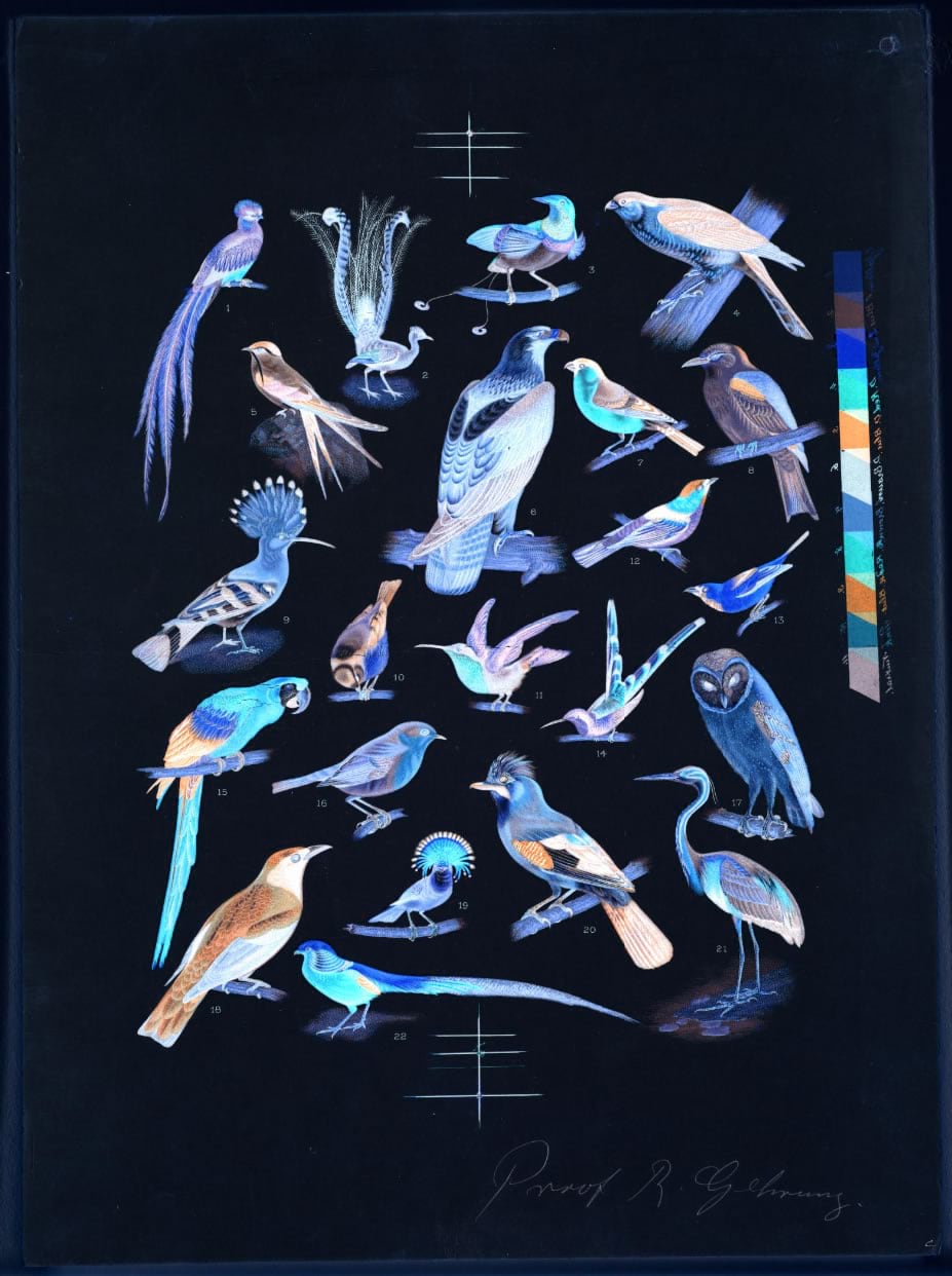 Color-inverted lithograph of 22 bird species