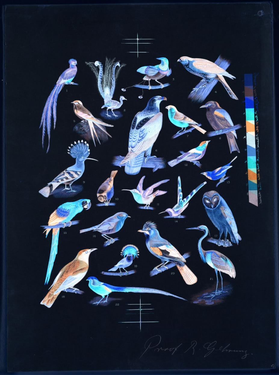Color-inverted lithograph of 22 bird species Color-inverted lithograph of 22 bird species