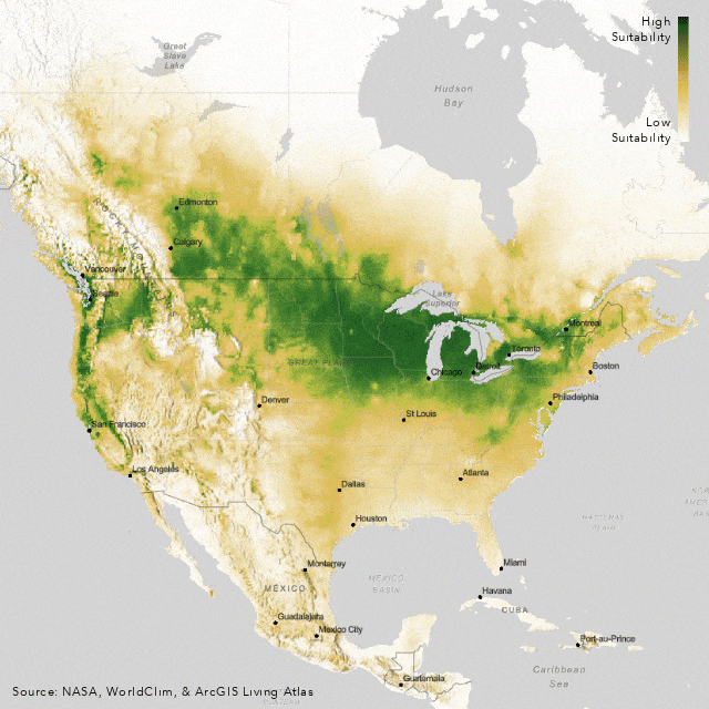 Animation showing current and future wheat suitability for the Continental USA.