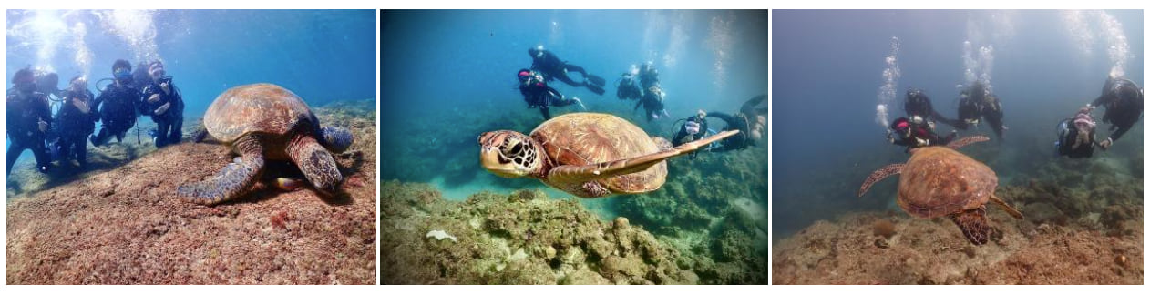 A screenshot of a photo collage from the story Xiaoliuqiu, Sea Turtles, and Us, showing divers swimming alongside a majestic sea turtle near the ocean floor