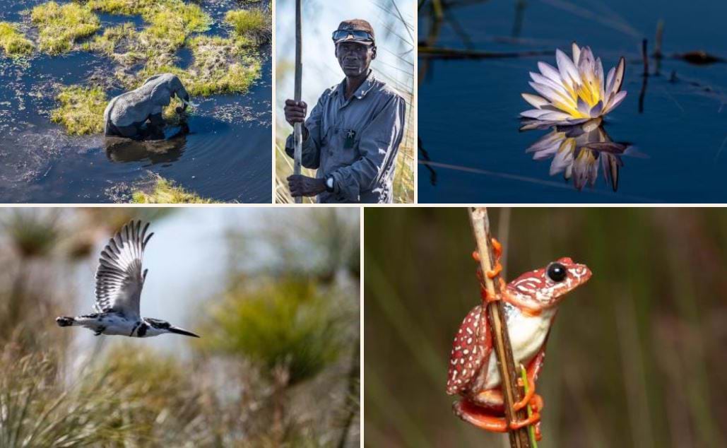 A collage of five regionally- themed photos including an elephant, bird, flower, frog, and person
