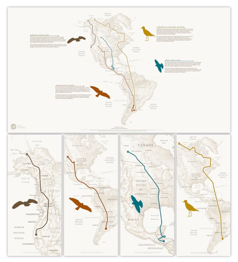 A map of migration routes for a Short-eared Owl, Swainson's Hawk, American Golden-Plover, and Tree Swallow overlaid upon the Western Hemisphere.