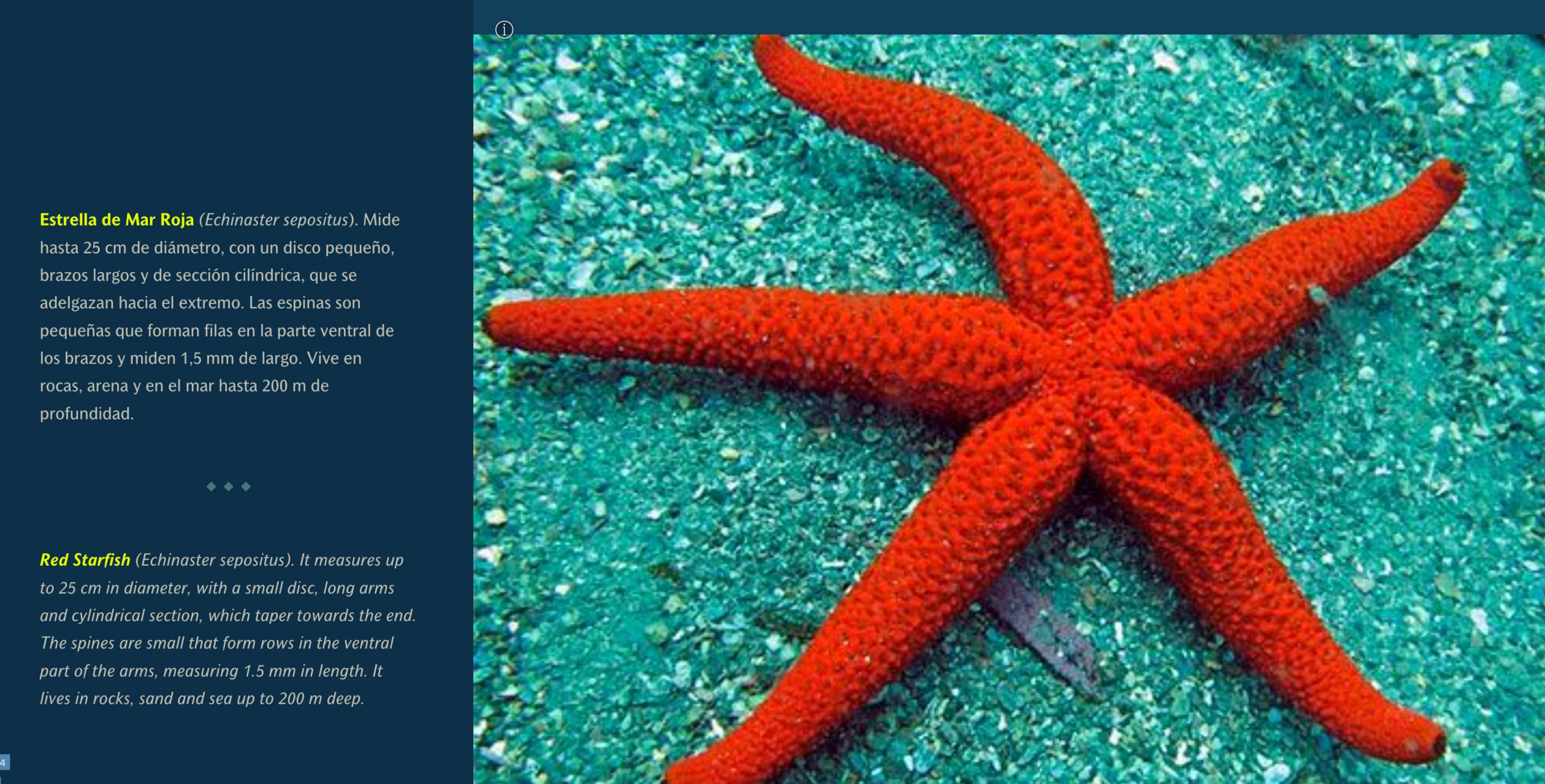 Red star fish underwater with text in Spanish followed by English text. Red star fish underwater with text in Spanish followed by English text.