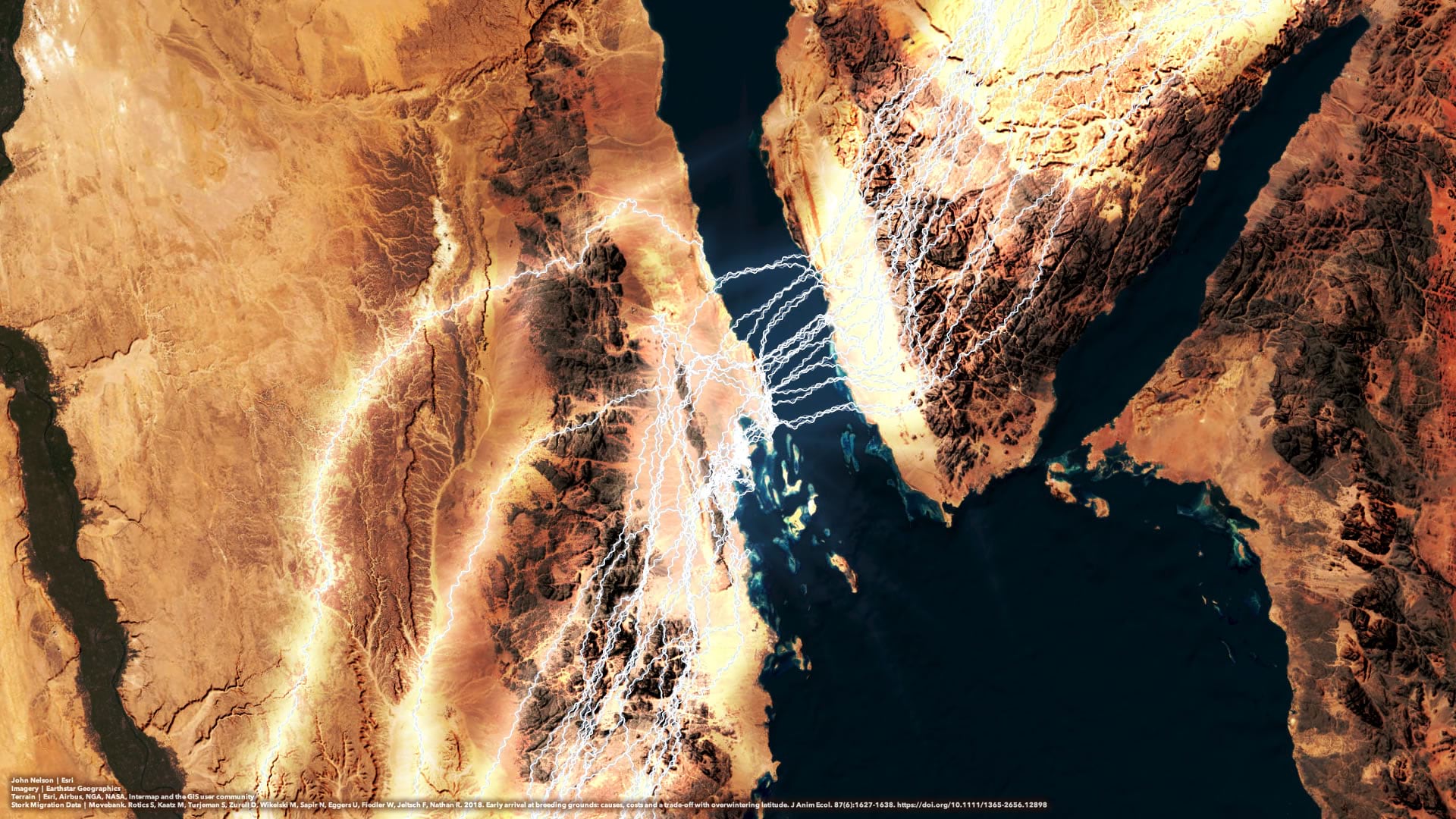 Stork migration lines that illuminate the underlying darkened basemap. Stork migration lines that illuminate the underlying darkened basemap.