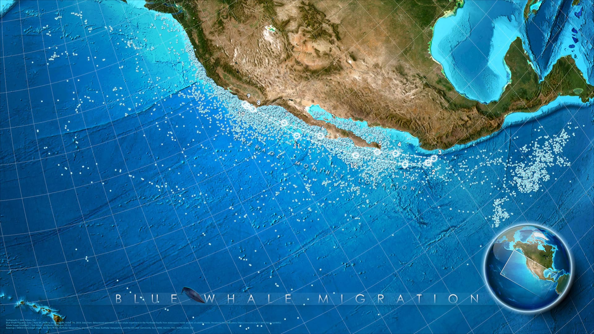 annual migration map of north pacific blue whales with average monthly locations shows as markers.