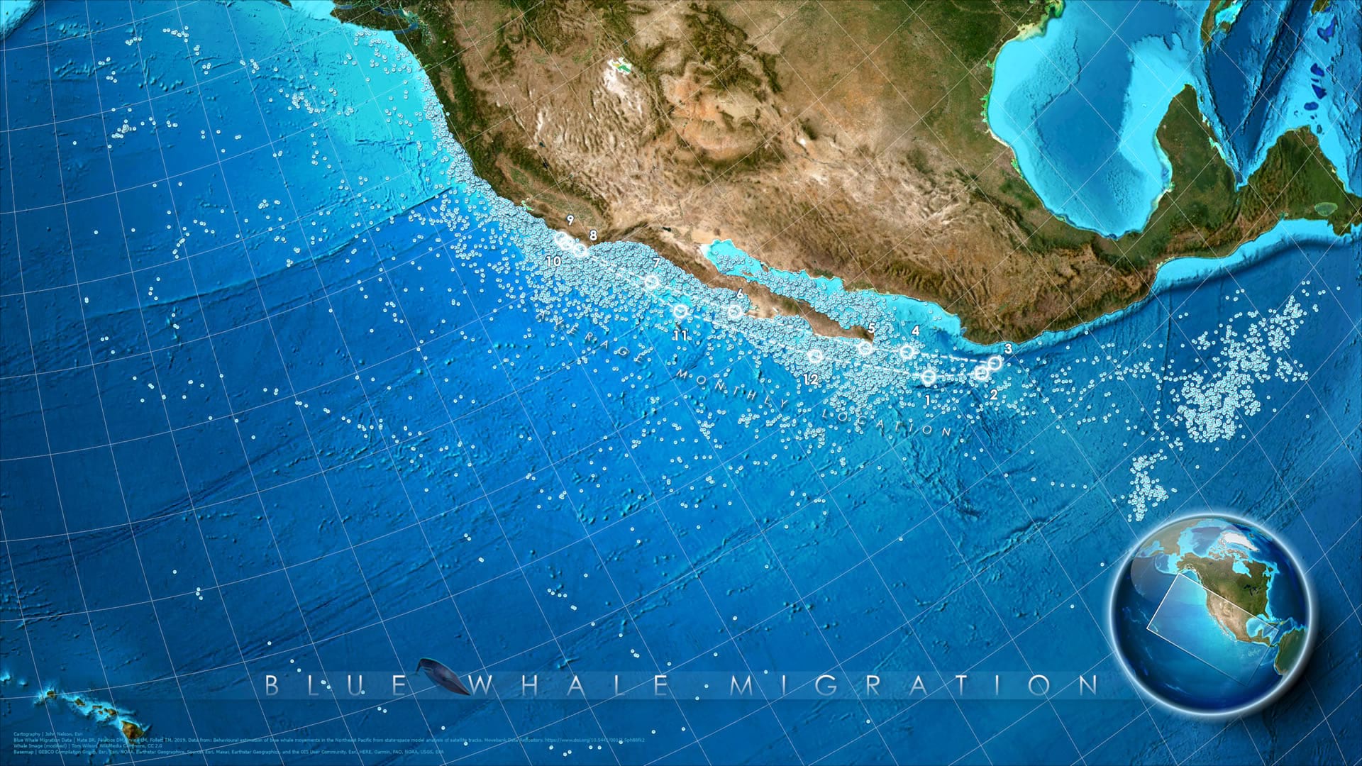 annual migration map of north pacific blue whales with average monthly locations shows as markers. annual migration map of north pacific blue whales with average monthly locations shows as markers.