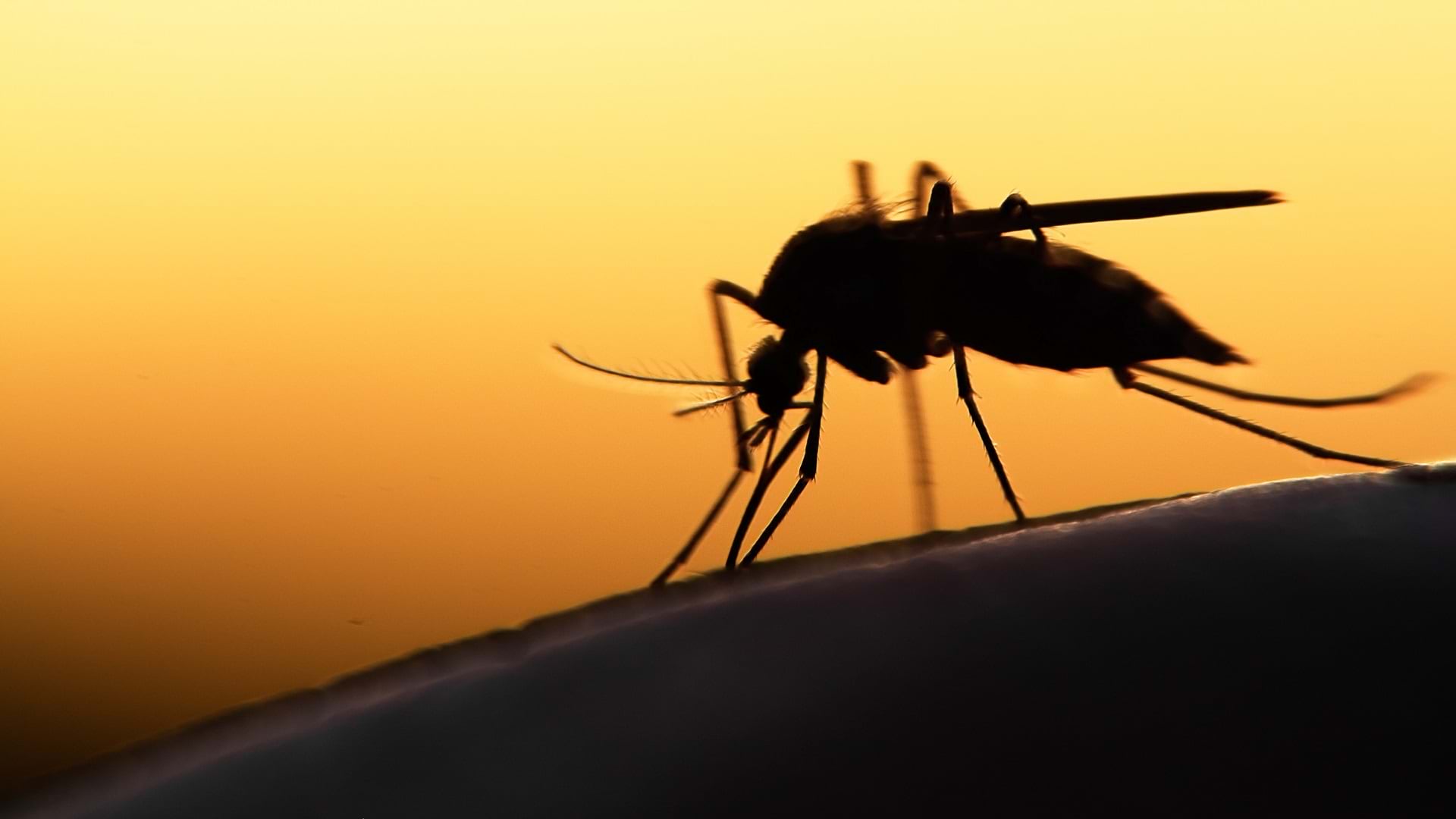 A close-up of a mosquito on human skin