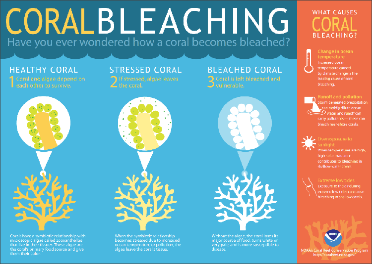 NOAA coral bleaching infographic