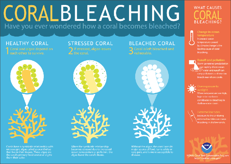 NOAA coral bleaching infographic NOAA coral bleaching infographic