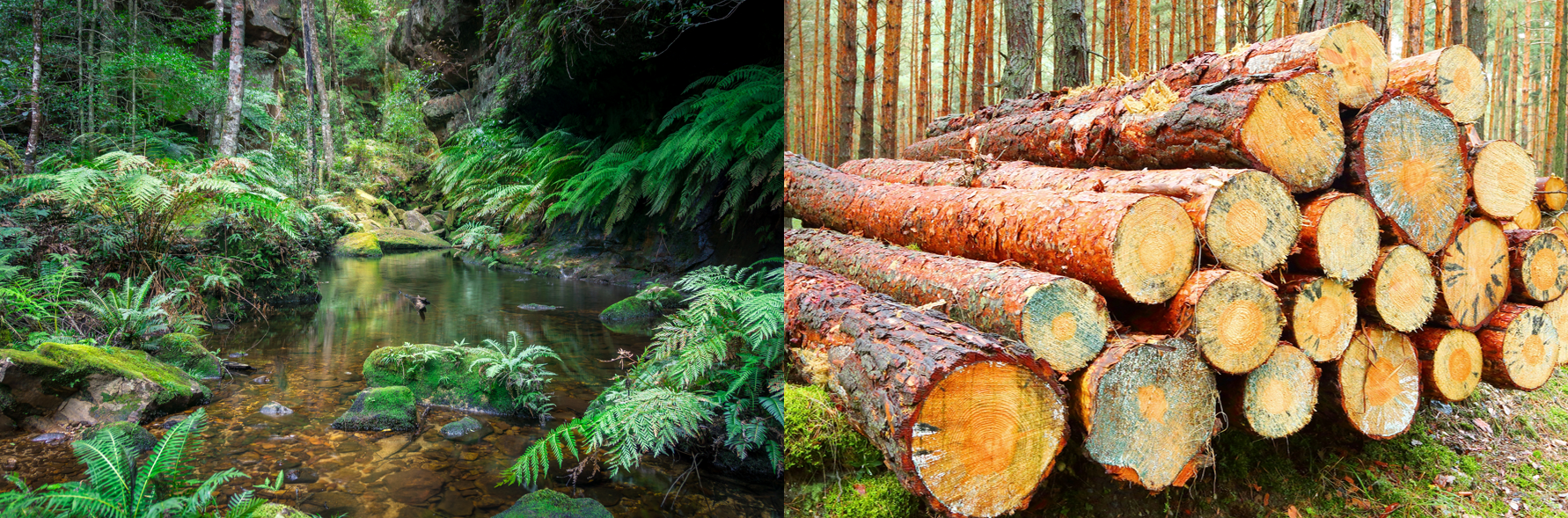 Images of a lush forest floor with standing water and pile of harvested timber logs stacked up for processing.