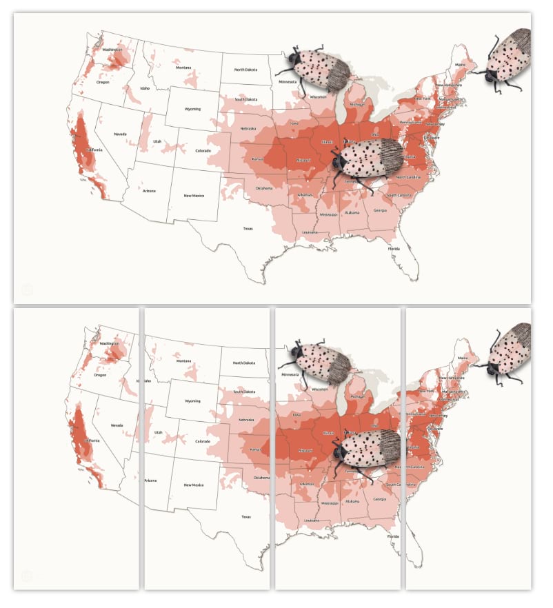 A downloadable map of lantern flies crawling across a U.S. map from the What that bug? story