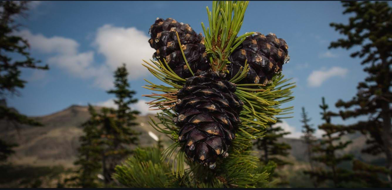 A close up of white bark pine