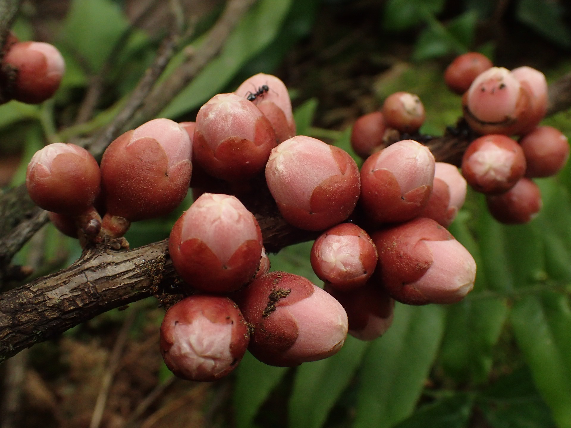 Small round red fruits are clustered along a thin plant stalk. Small round red fruits are clustered along a thin plant stalk.