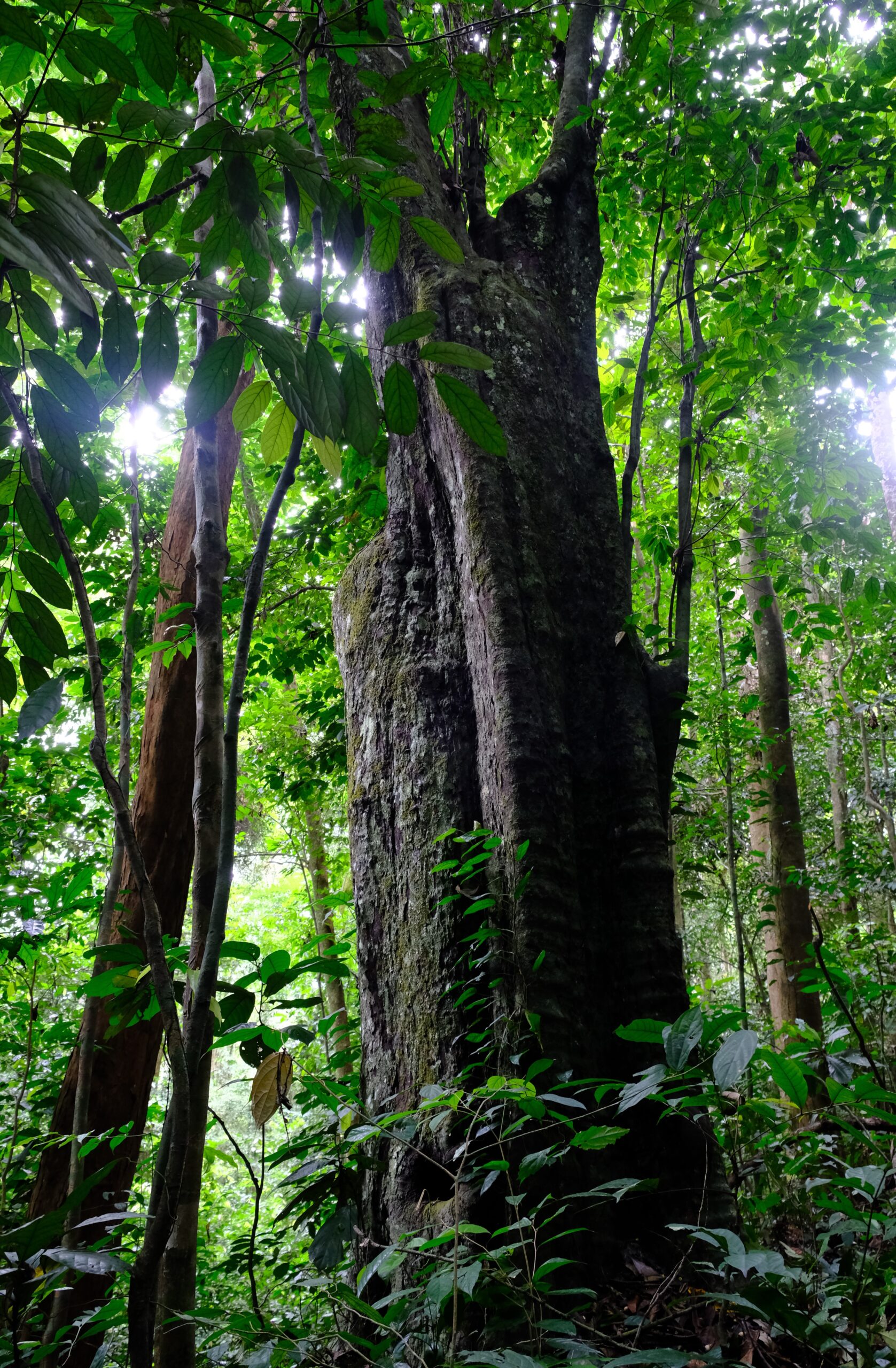 A thick ebony tree trunk rises through a leafy green jungle canopy. A thick ebony tree trunk rises through a leafy green jungle canopy.