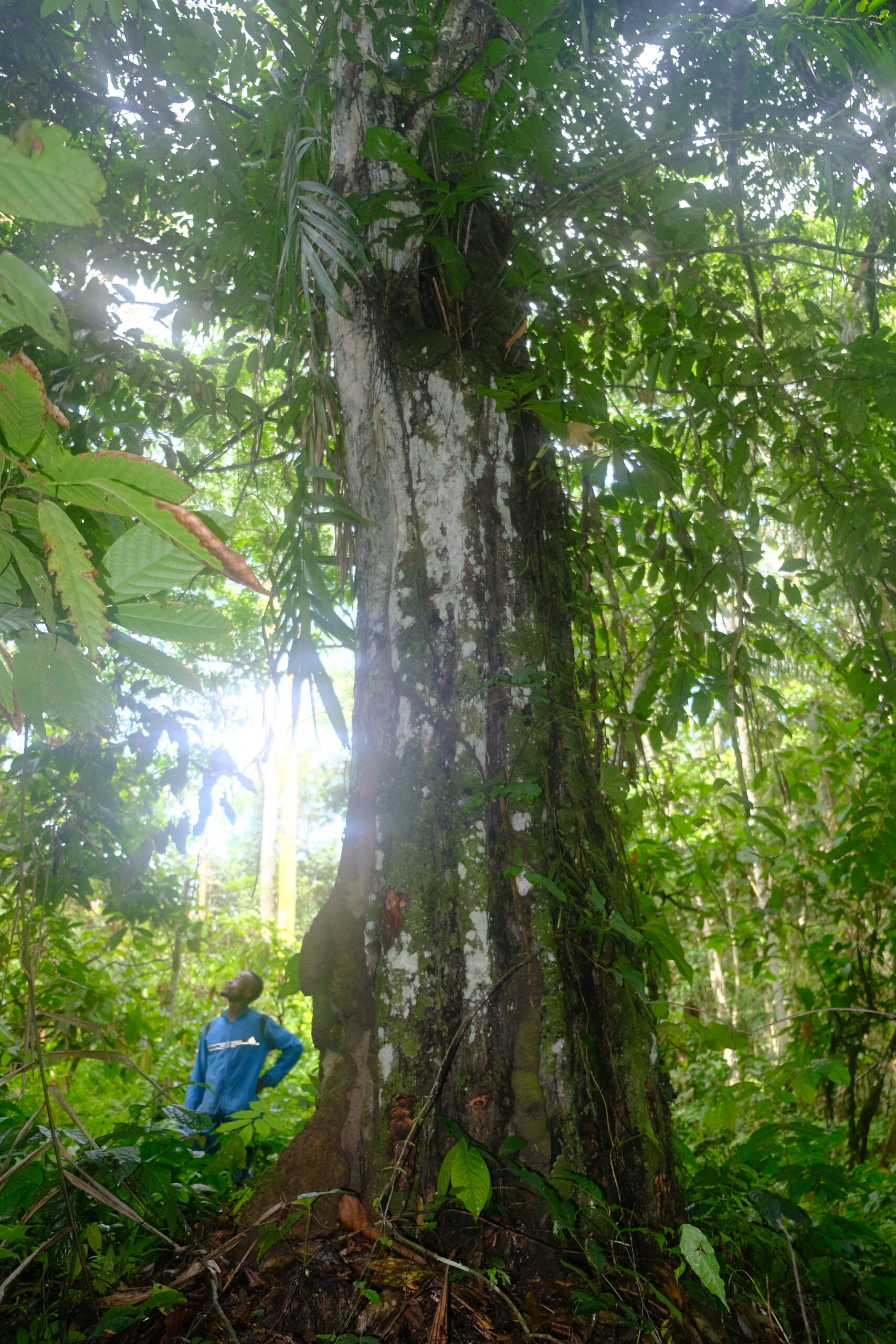 A person looks up at a large ebony tree trunk rising through a leafy green jungle canopy. A person looks up at a large ebony tree trunk rising through a leafy green jungle canopy.