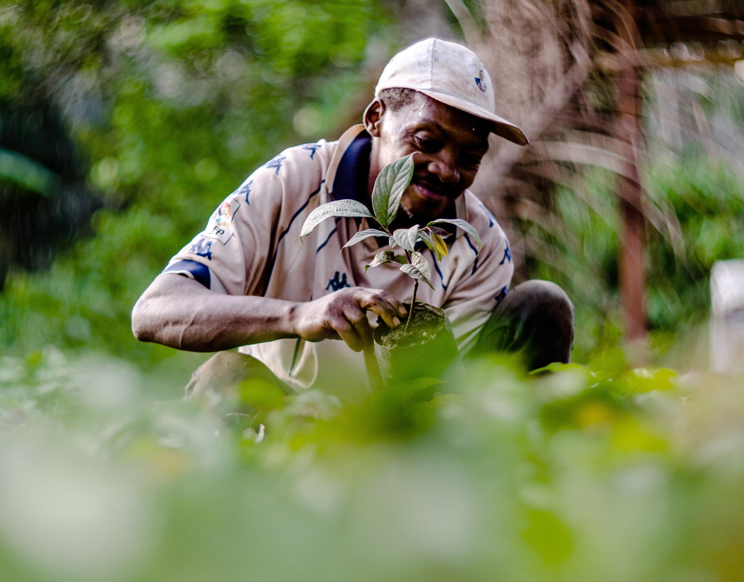 A person in beige shirt and a baseball hat handles a small pot containing an ebony sapling. A person in beige shirt and a baseball hat handles a small pot containing an ebony sapling.