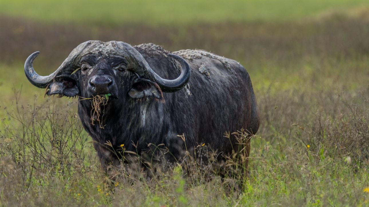 A close up of a wildabeast