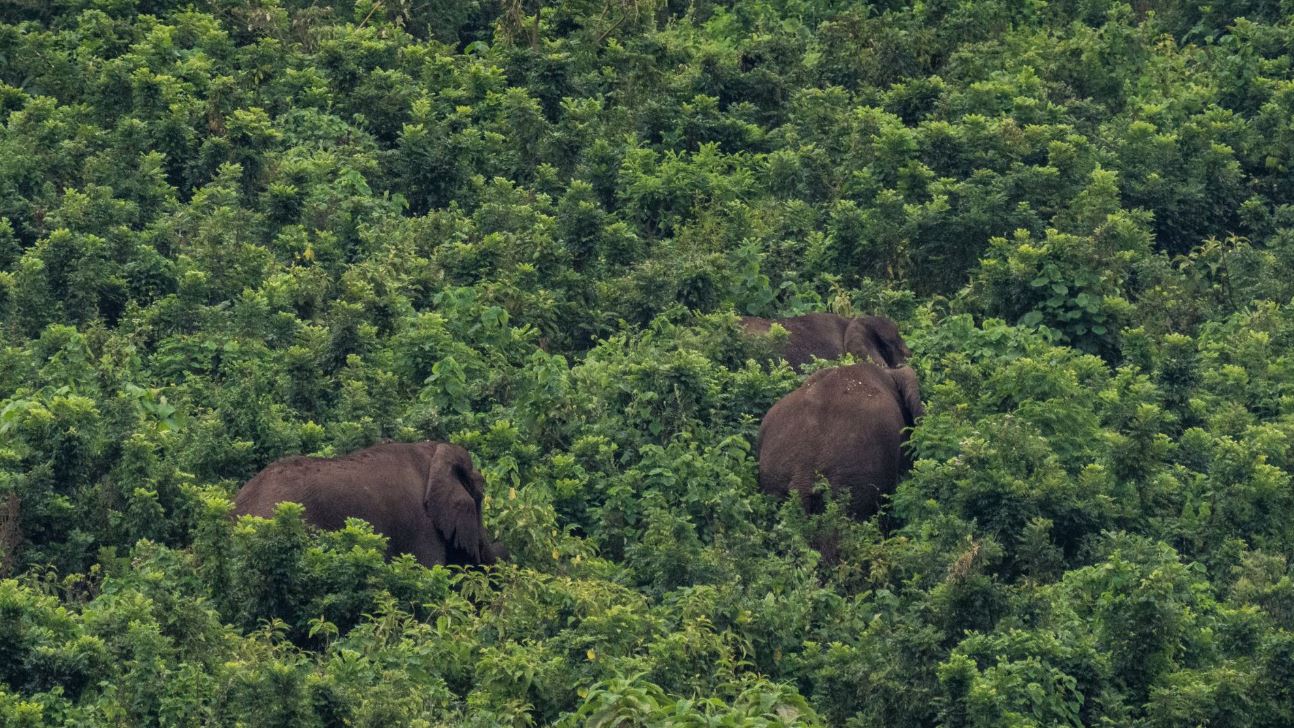 Elephants snake their way through a deep green forest