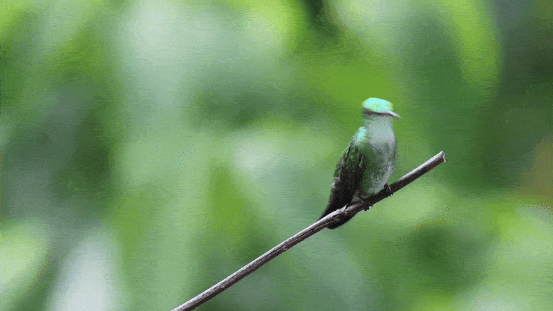 An animated gif of a vibrant green and grey tropical bird on a branch with green leaves behind it