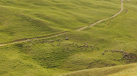A green pasture with a herd of grazing sheep