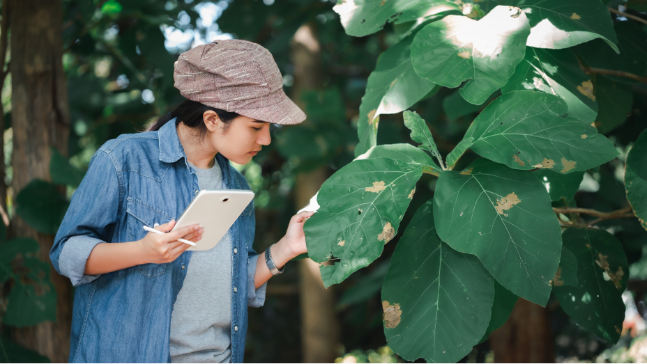 A person holding a tablet and examining the leaves of a tree