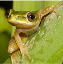 Bir yaprağın üzerindeki yeşil kurbağanın yakın çekimi.