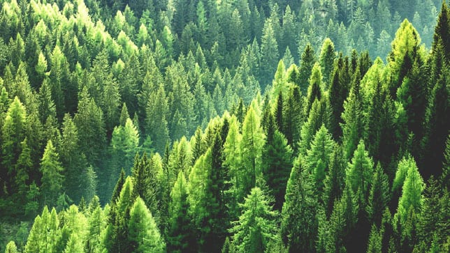 A bright green mountain forest