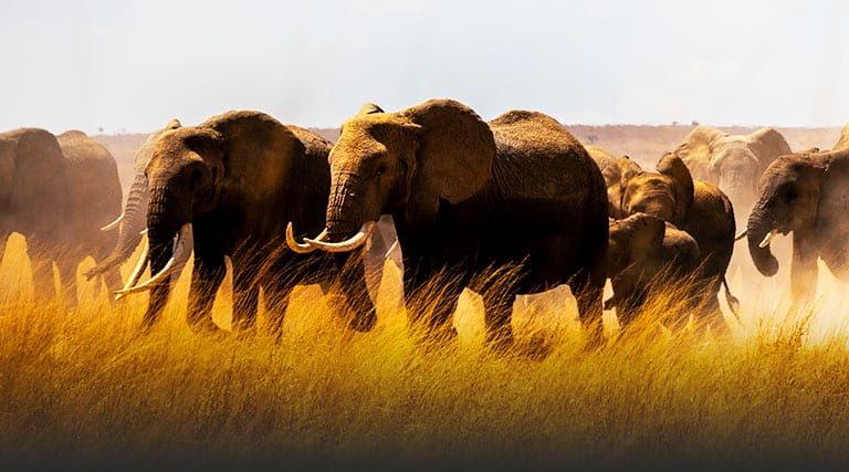 A herd of African elephants walking through a field 