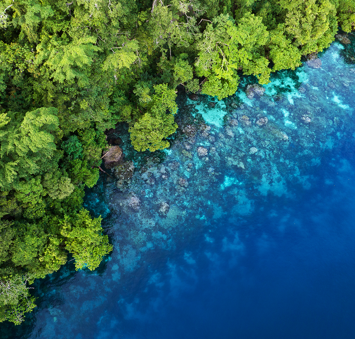 Aerial view of the treetops of a forest at the side of a still blue lake