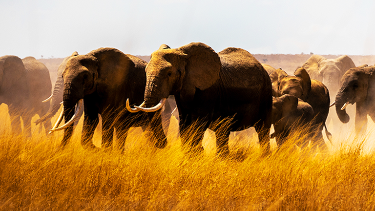 A herd of elephants trotting across a plain of tall golden grass under a pale blue sky