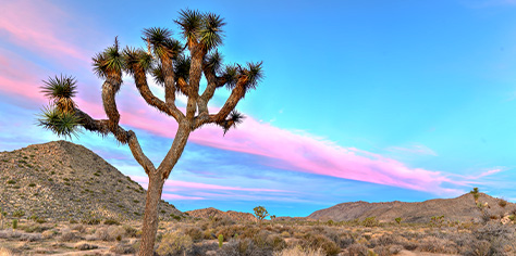 A Joshua tree against a sunset in Joshua Tree National Park