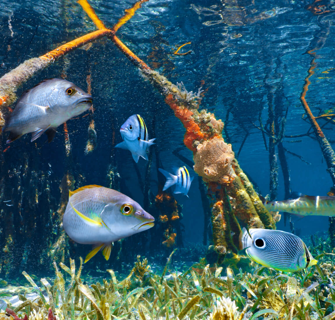 An underwater photo of yellow and blue fish swimming through a coral reef in deep blue waters