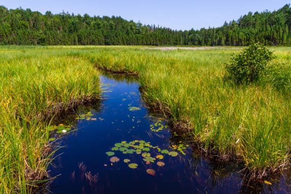Waterlogged peatlands surrounded by a forest