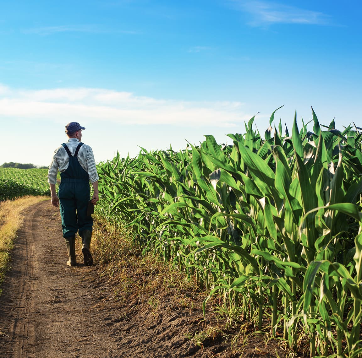 Map of corn suitability with time slider bar that shows conditions today and the middle of the century and farmer walking through corn fields