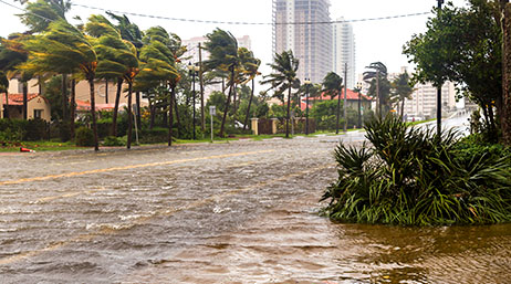 Rain floods a palm-tree-lined street 