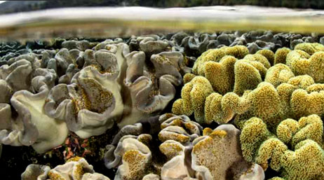 Close up view of Grey and gold large coral reef