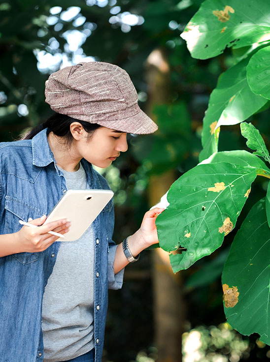 Pessoa segura um tablet, olhando para uma grande folha verde com manchas marrons claras e uma vista aérea de árvores e água