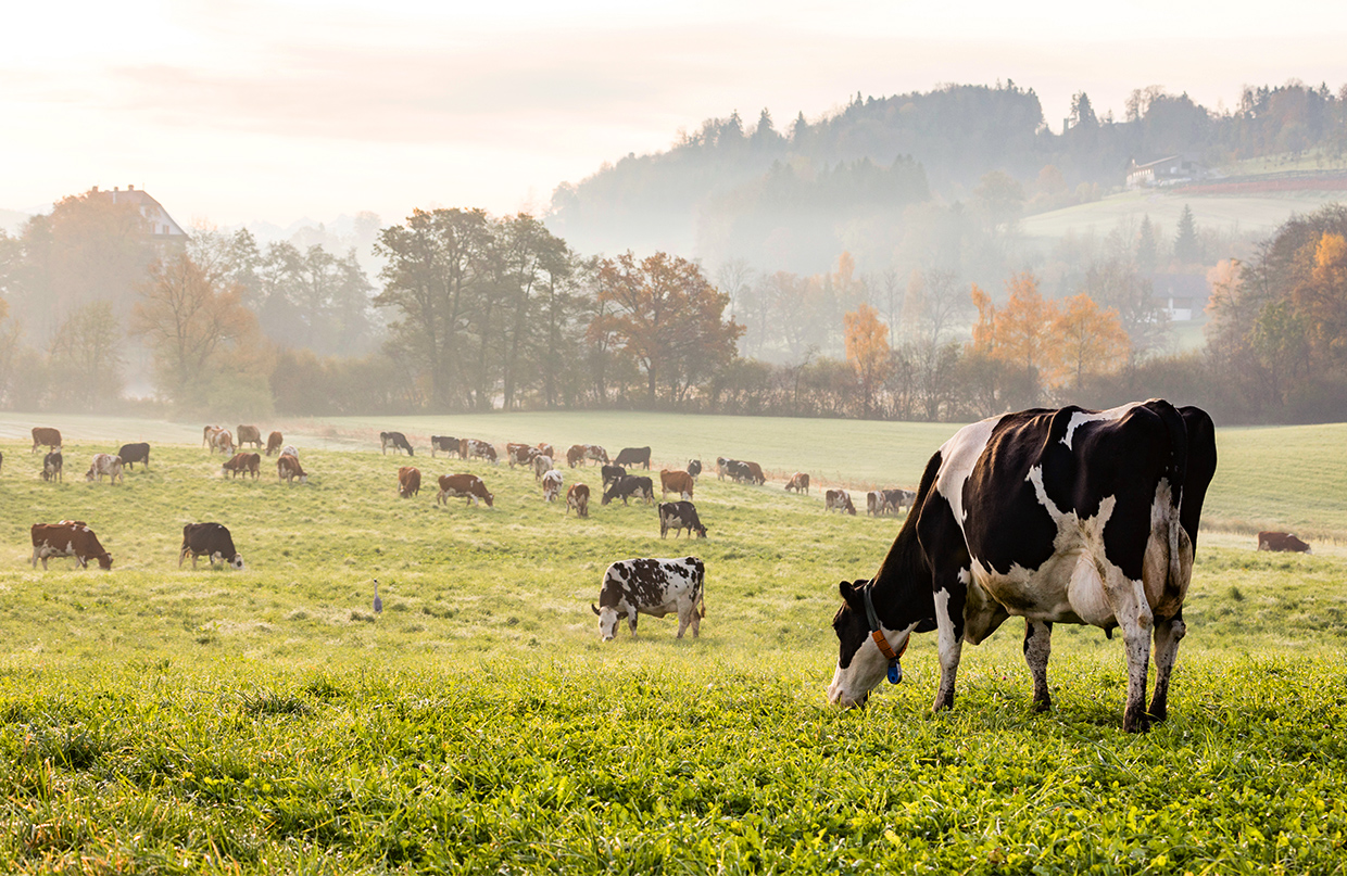 A misty sunlit green field dotted with many grazing cows against a hilly tree-filled background