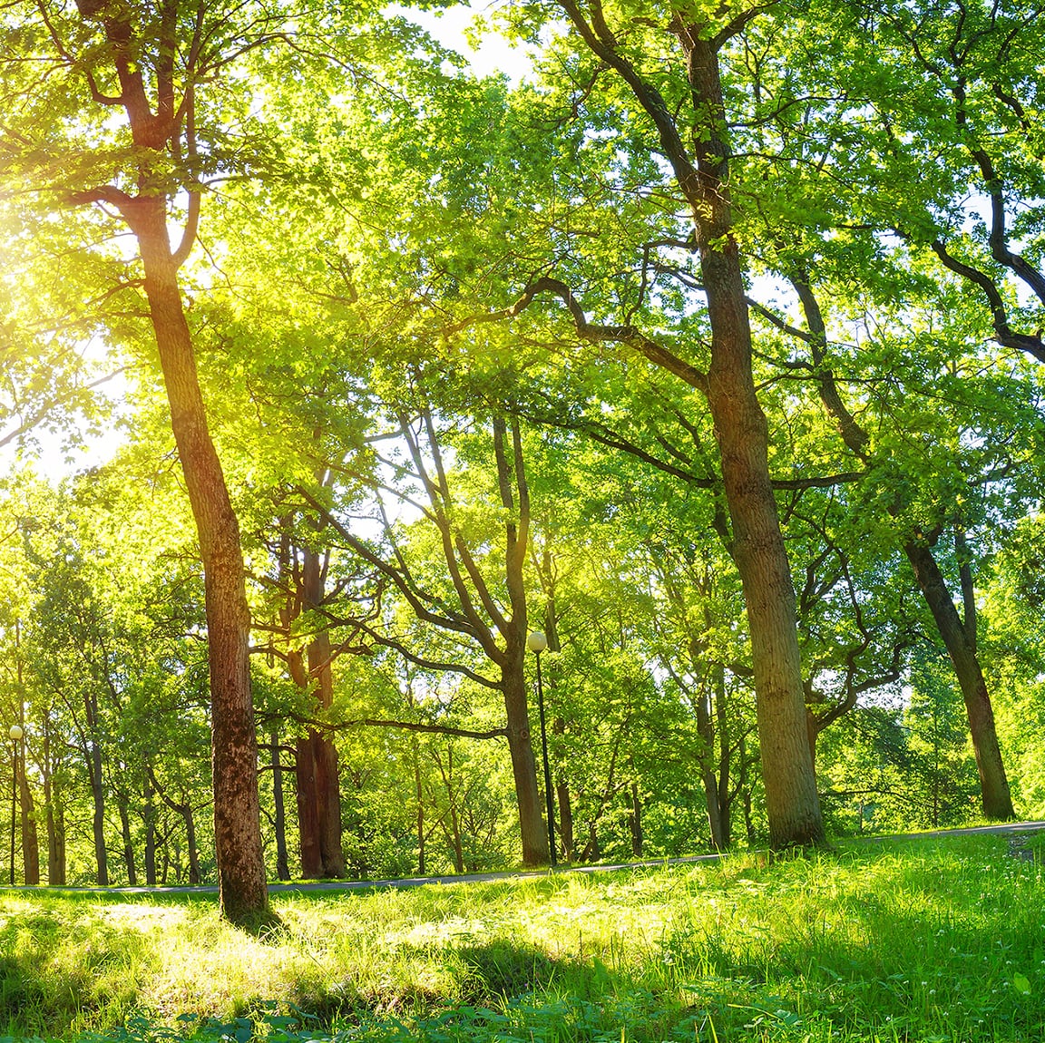 Sunlight filters through trees onto a bright green grass, illuminating the forest
