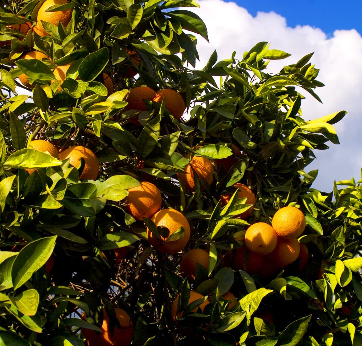 An up-close photo of an orange tree
