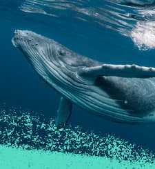 Underwater image of a humpback whale swimming in clear blue water with teal textured overlay at the bottom.