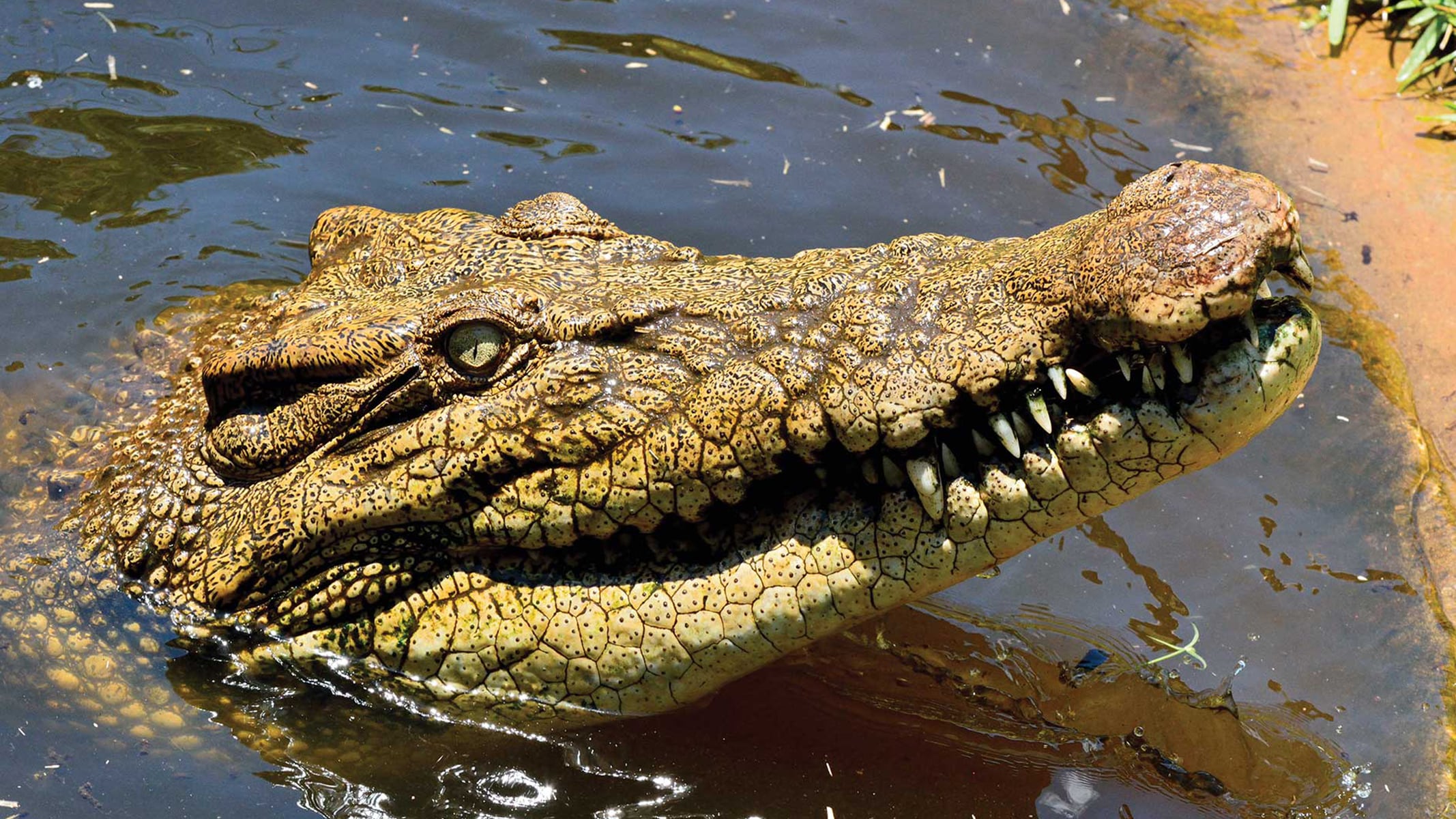 A crocodile's head emerging from murky water