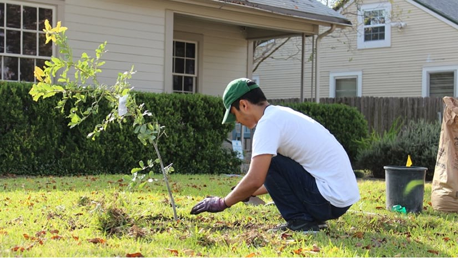 A person squatting in a grassy yard planting a small tree