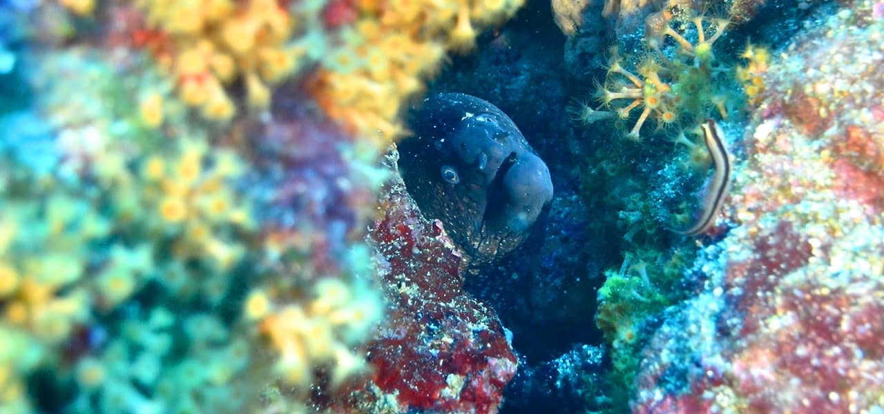 カラフルな珊瑚礁に隠れている魚